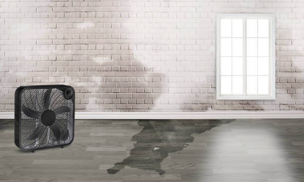 Best Mold removal after water damage  in Morehead, KY